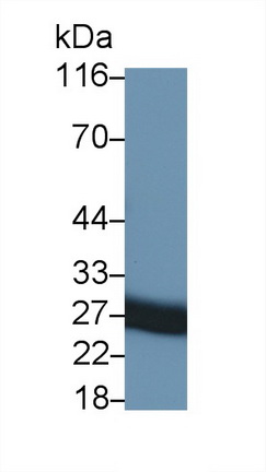 39482
