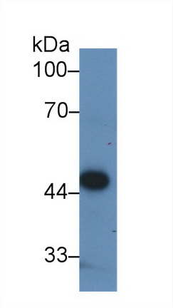 14909