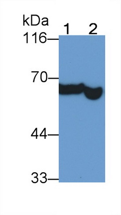 12519