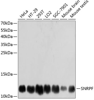 Валидация Elabscience E-AB-63643