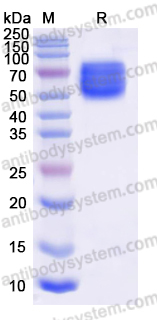 EHF68001, SDS-PAGE