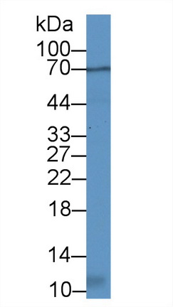 12589