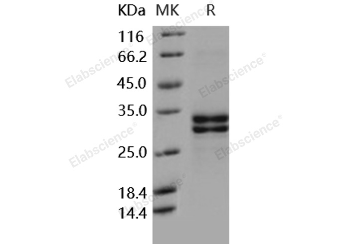 Валидация Elabscience PKSH031684(2329)