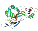 Macrophage Expressed Protein 1 (MPG1)