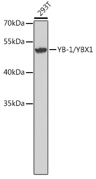 Валидация Elabscience E-AB-92743