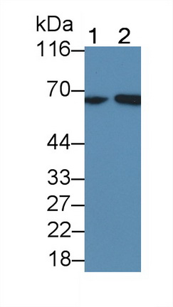 11423