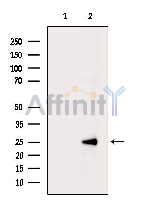 Валидация Affinity DF9094 - 21385