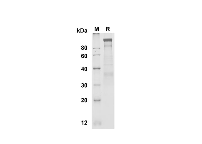 Валидация Elabscience PDMH100295(907)