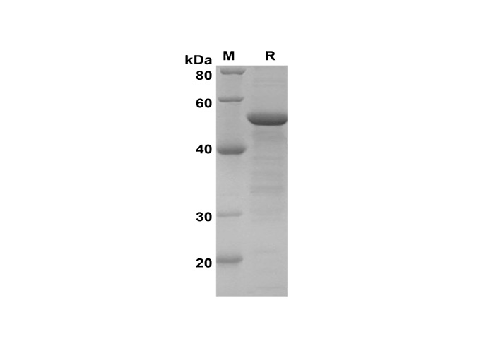 Валидация Elabscience PDEH100625(137)