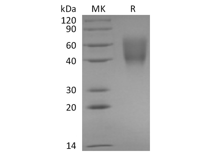 Валидация Elabscience PKSQ050067(5436)