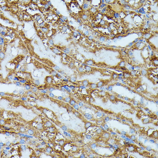 Валидация Elabscience E-AB-65247