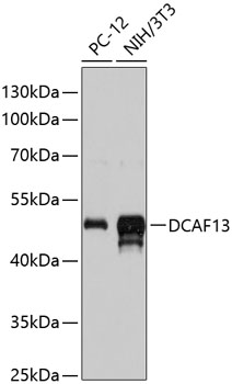 Валидация Elabscience E-AB-66027