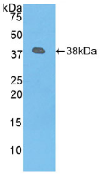 15008