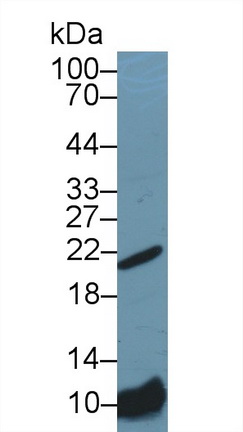 13718