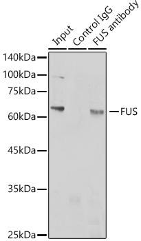 Валидация Elabscience E-AB-93352