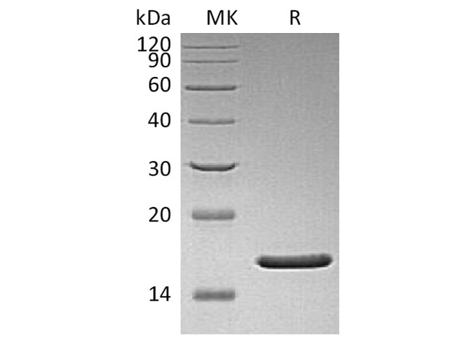 Валидация Elabscience PKSH033502(3806)