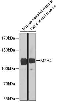 Валидация Elabscience E-AB-68424