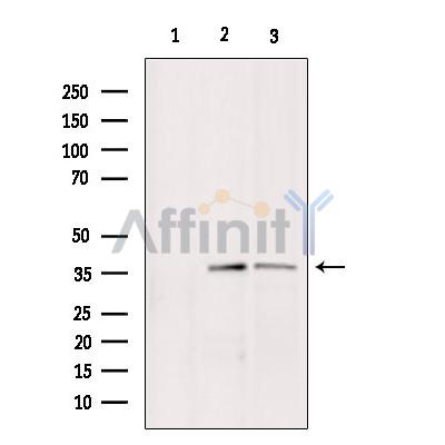 Валидация Affinity DF3827 - 14953