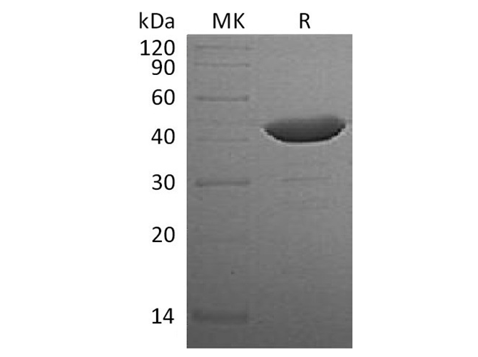 Валидация Elabscience PKSH032584(3033)