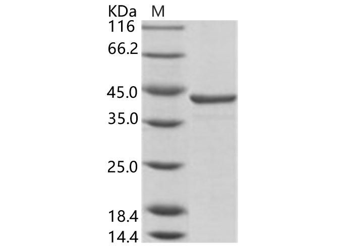 Валидация Elabscience PKSV030179(5956)