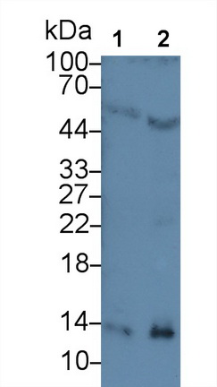 64255