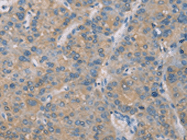 Валидация Elabscience E-AB-53228