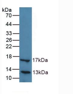36198