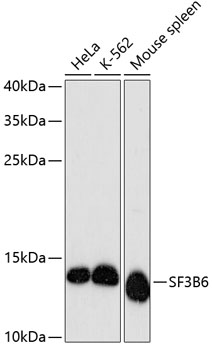 Валидация Elabscience E-AB-64453