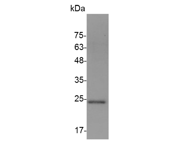 Валидация Elabscience PKSM041495(5355)