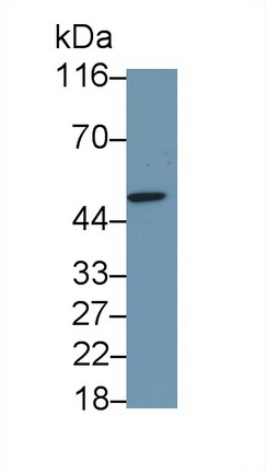 9099