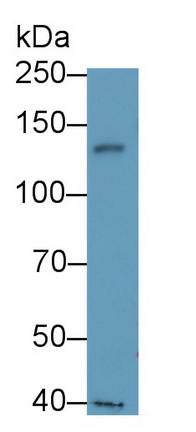 5336