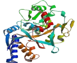 Transferrin (TRF)