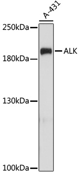 Валидация Elabscience E-AB-65707