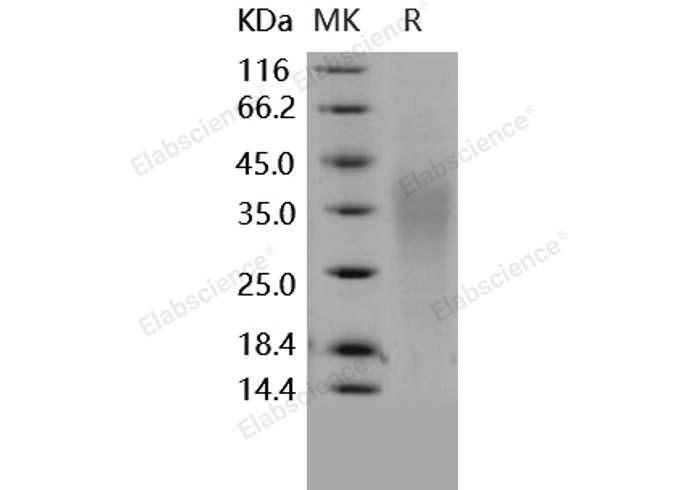 Валидация Elabscience PKSH031621(2283)