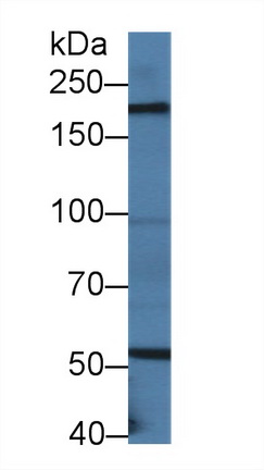 10093