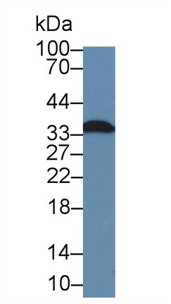 12667