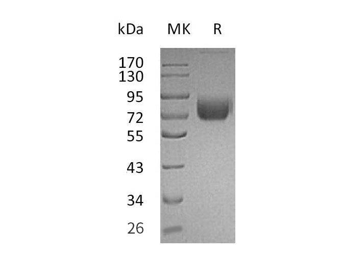 Валидация Elabscience PKSM041061(4987)