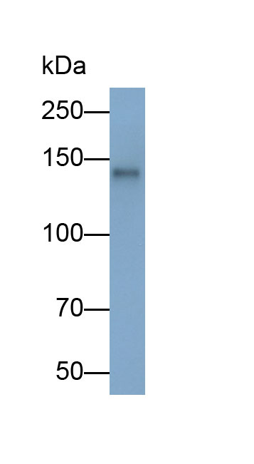 31444