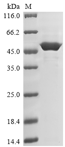 SDS-PAGE