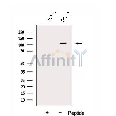 Валидация Affinity DF12940 - 7697