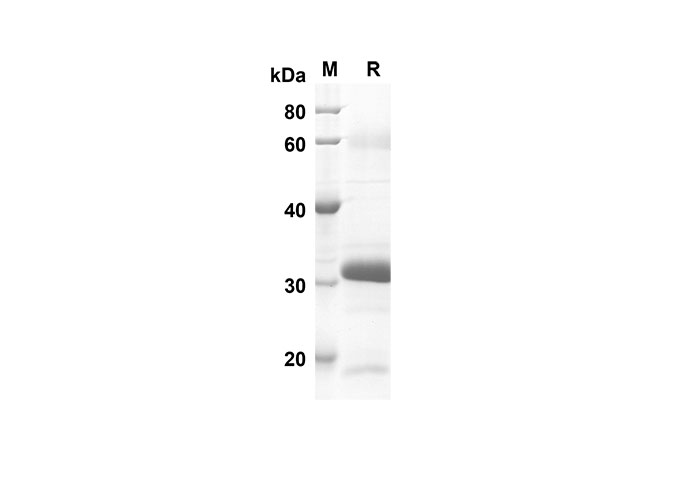 Валидация Elabscience PDEH100503(22)