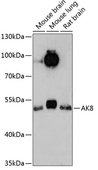 Валидация Elabscience E-AB-90668