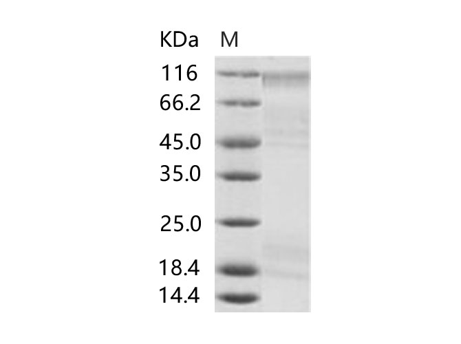 Валидация Elabscience PKSV030140(5917)