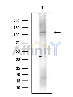 Валидация Affinity DF14423 - 10368
