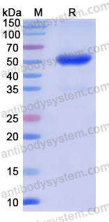 AHK16204, SDS-PAGE