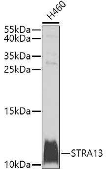 Валидация Elabscience E-AB-62582
