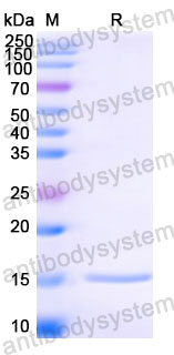 Валидация SDS-PAGE - AntibodySystem RVV03103