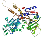 5"-Nucleotidase, Cytosolic II (NT5C2)