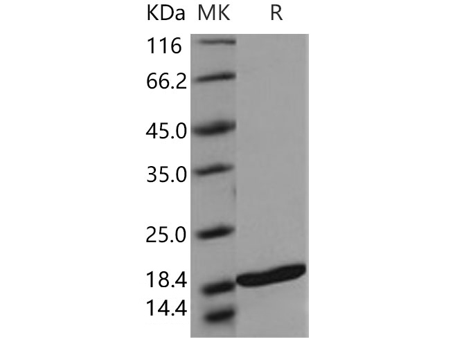 Валидация Elabscience PKSH031624(2285)