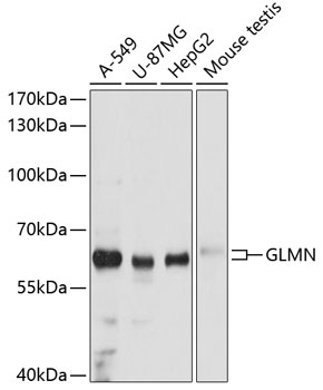 Валидация Elabscience E-AB-63607